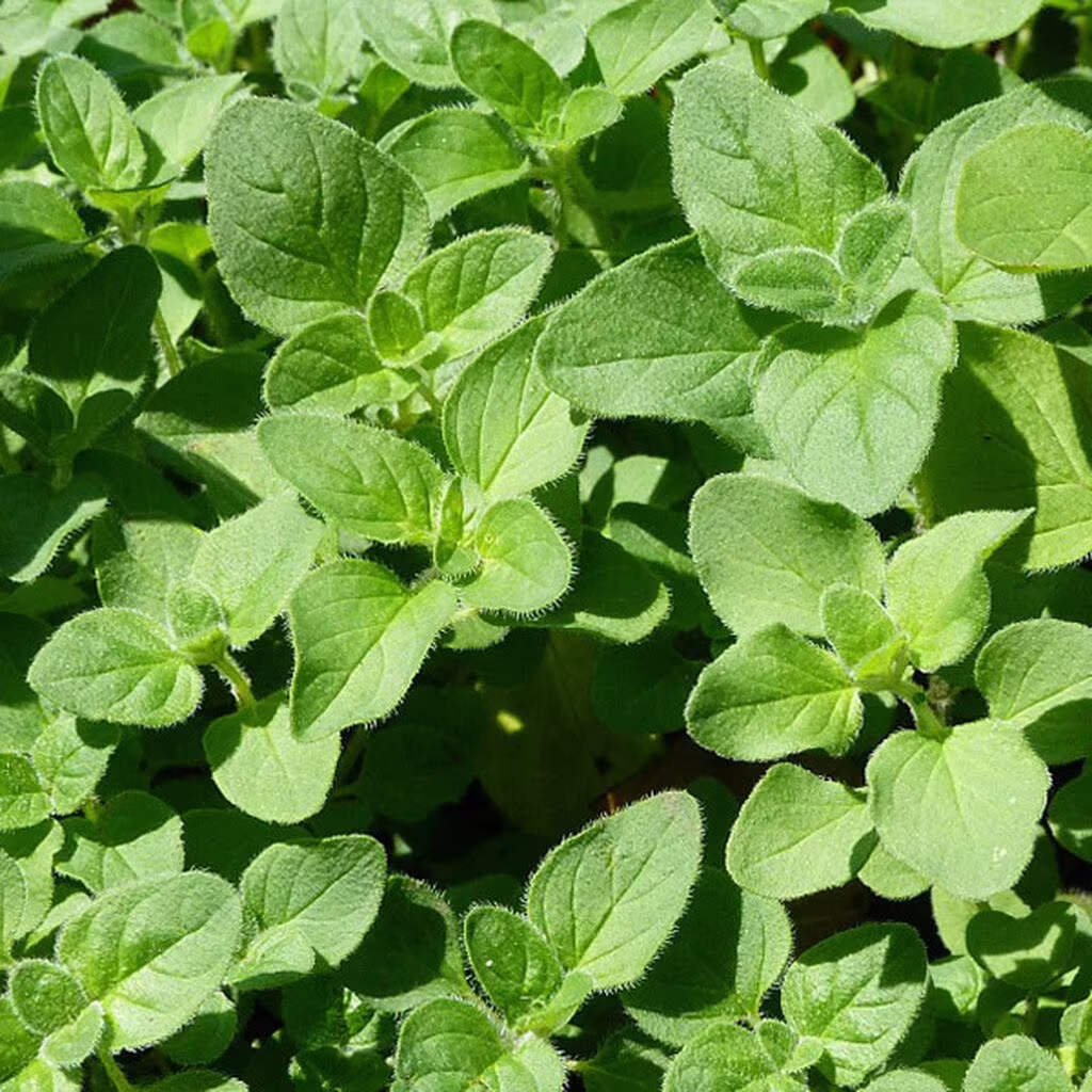 Oregano - grow your own