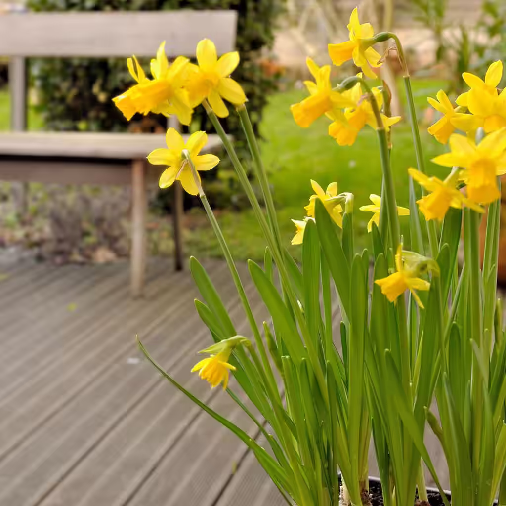 Daffodil – planting and care