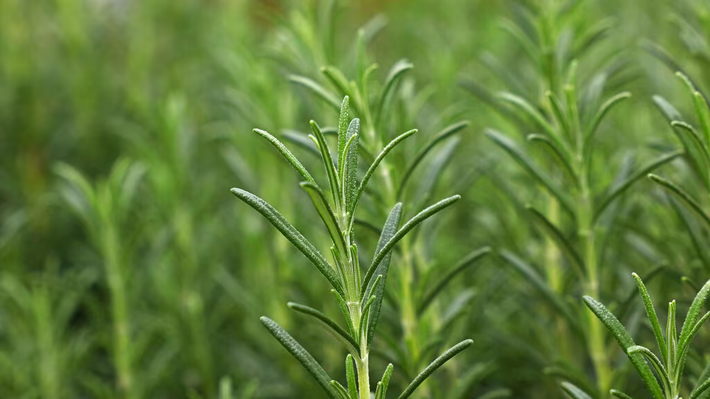 Rosemary – how to grow your own