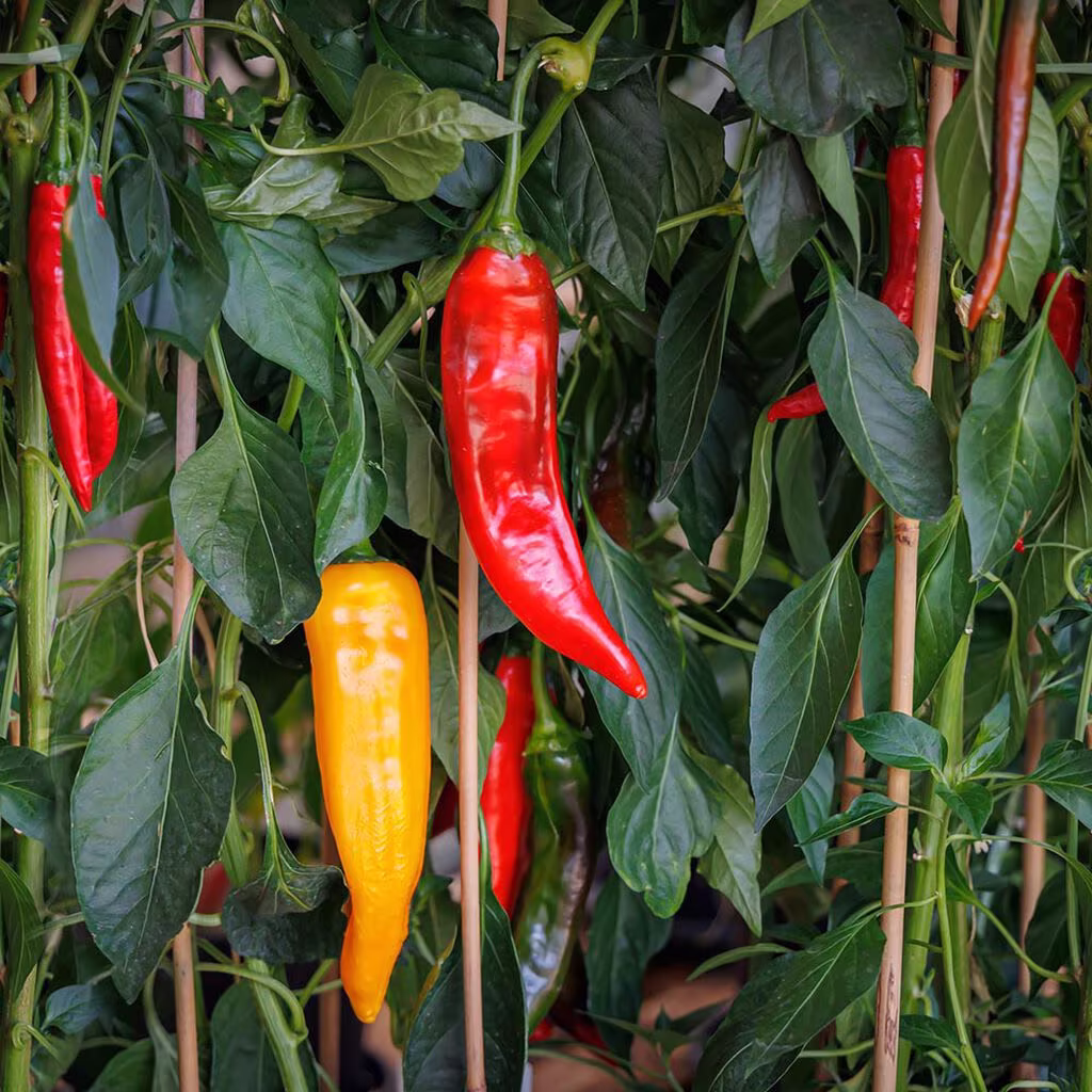 Chili – how to grow your own