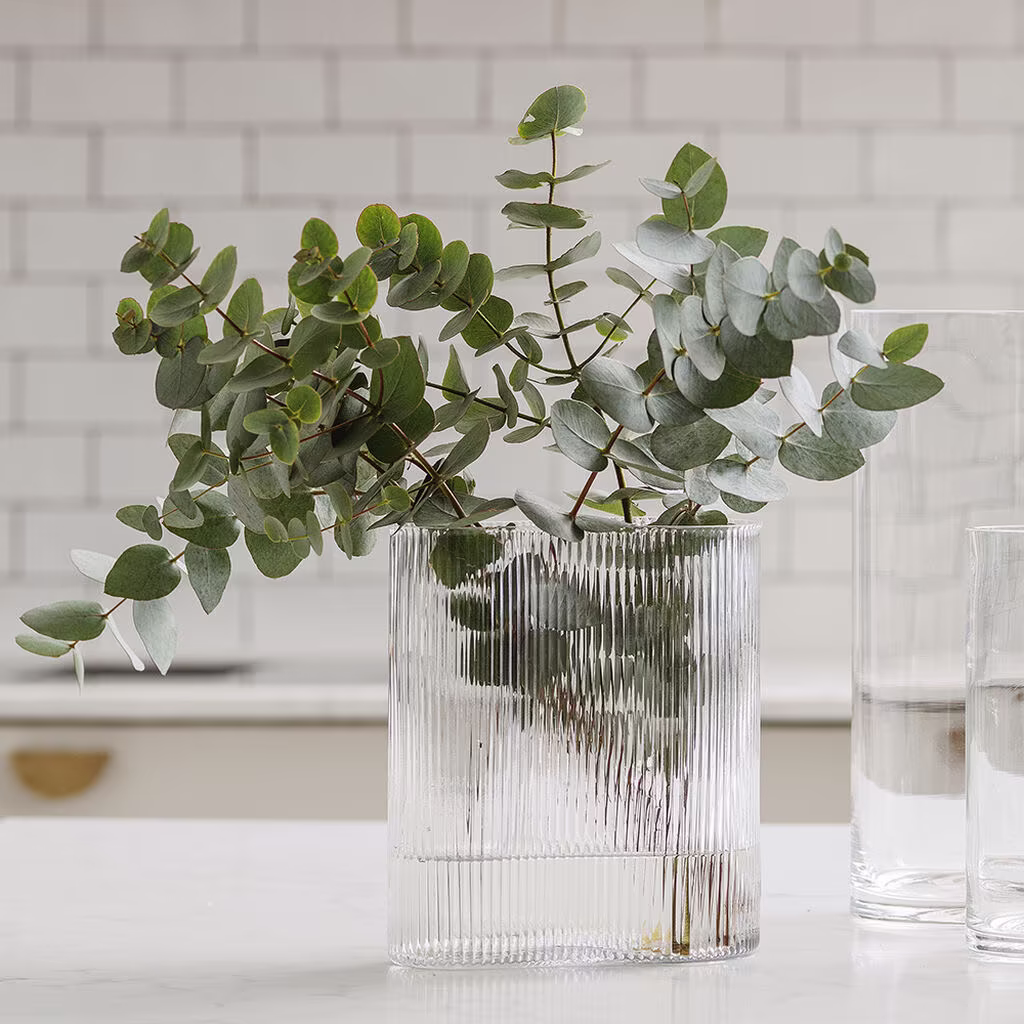 Eucalyptus – facts and care advice