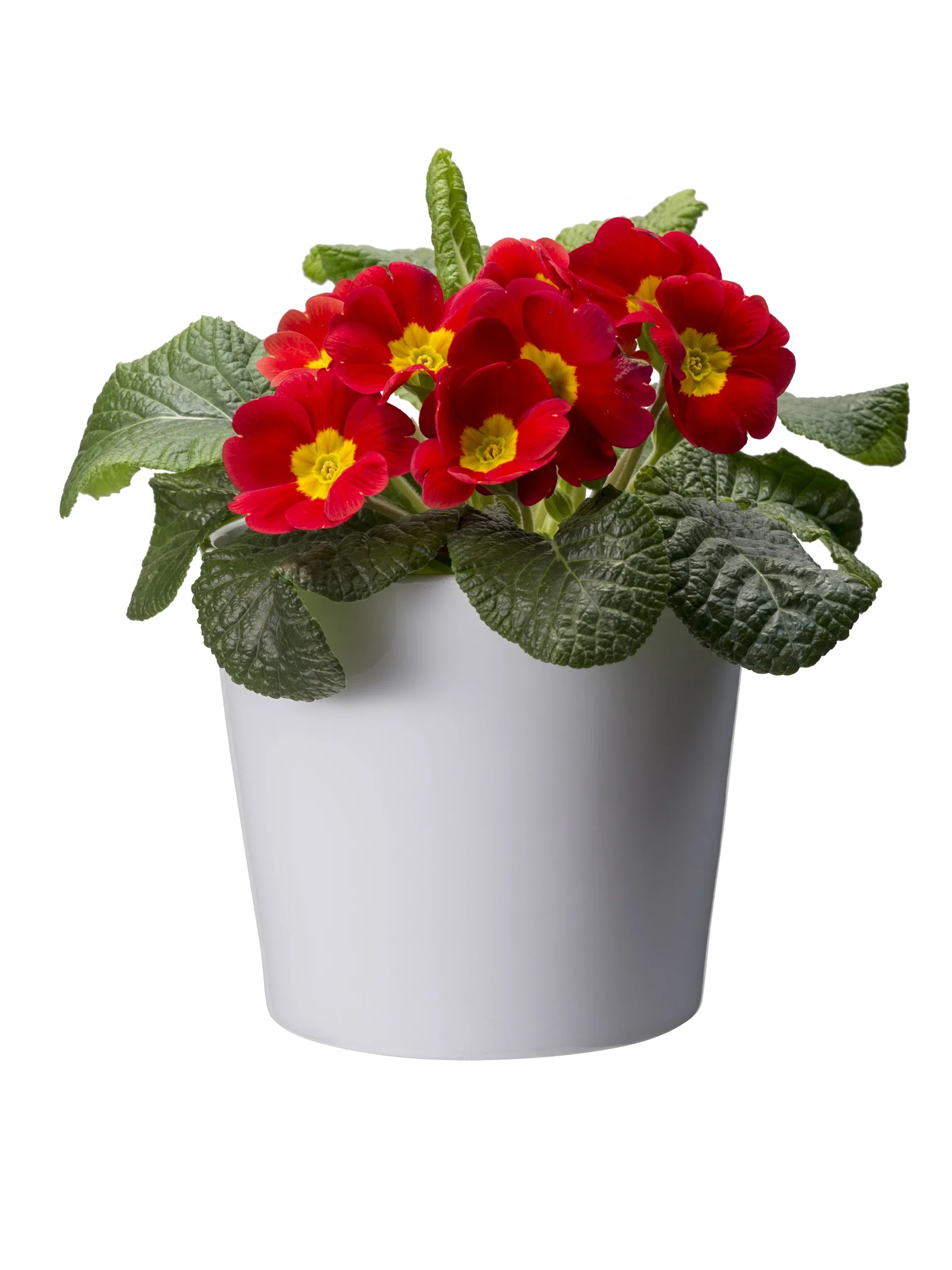 Harmoni pot D12,5 white