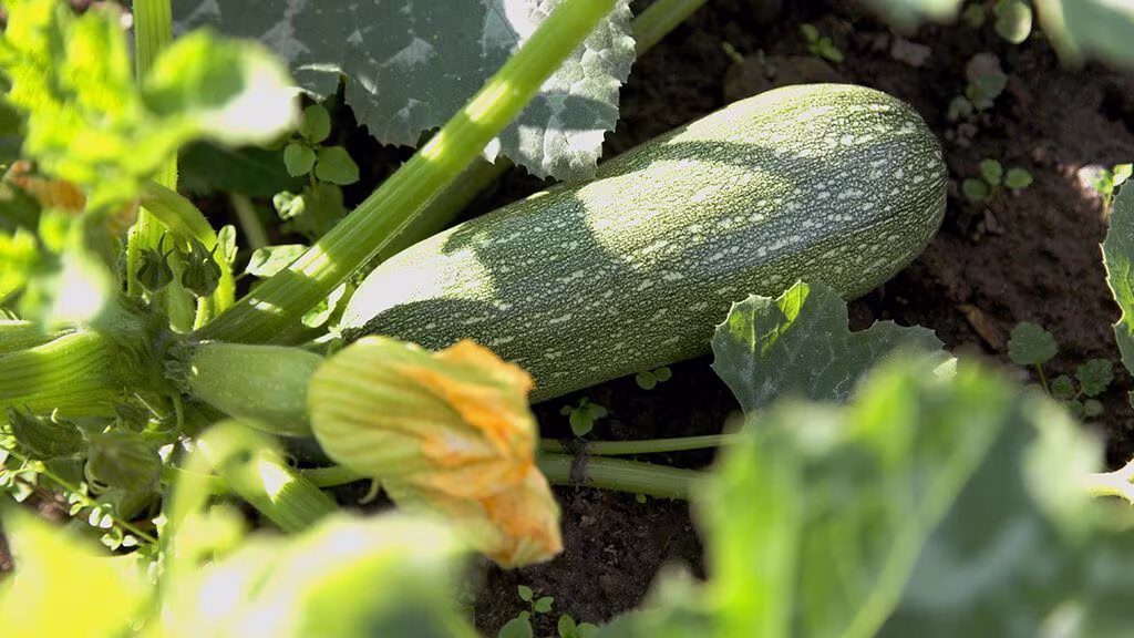 Squash – how to grow your own