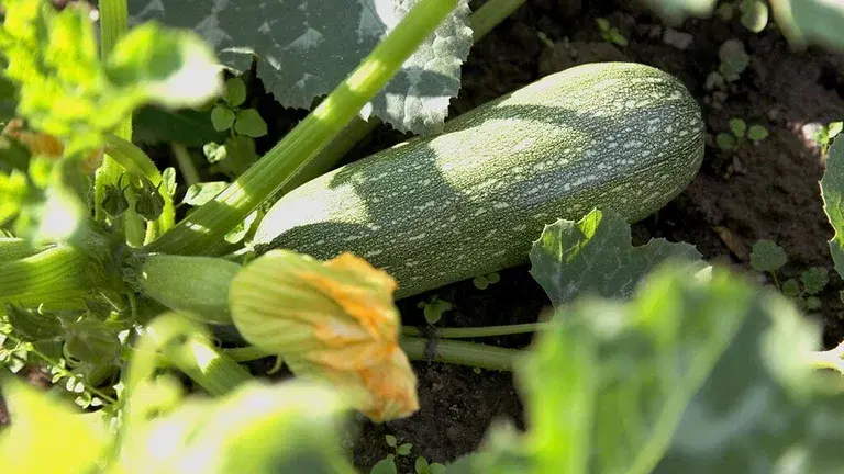 Squash – how to grow your own