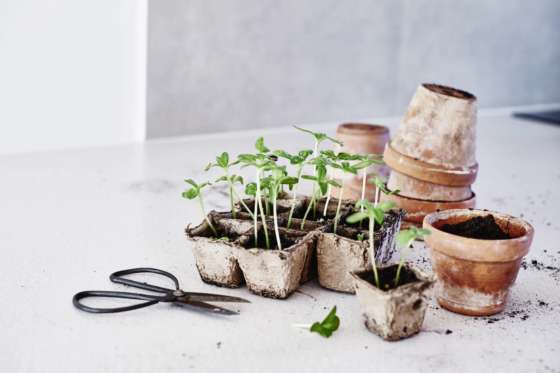 Square Fibre Pot 12 Cell