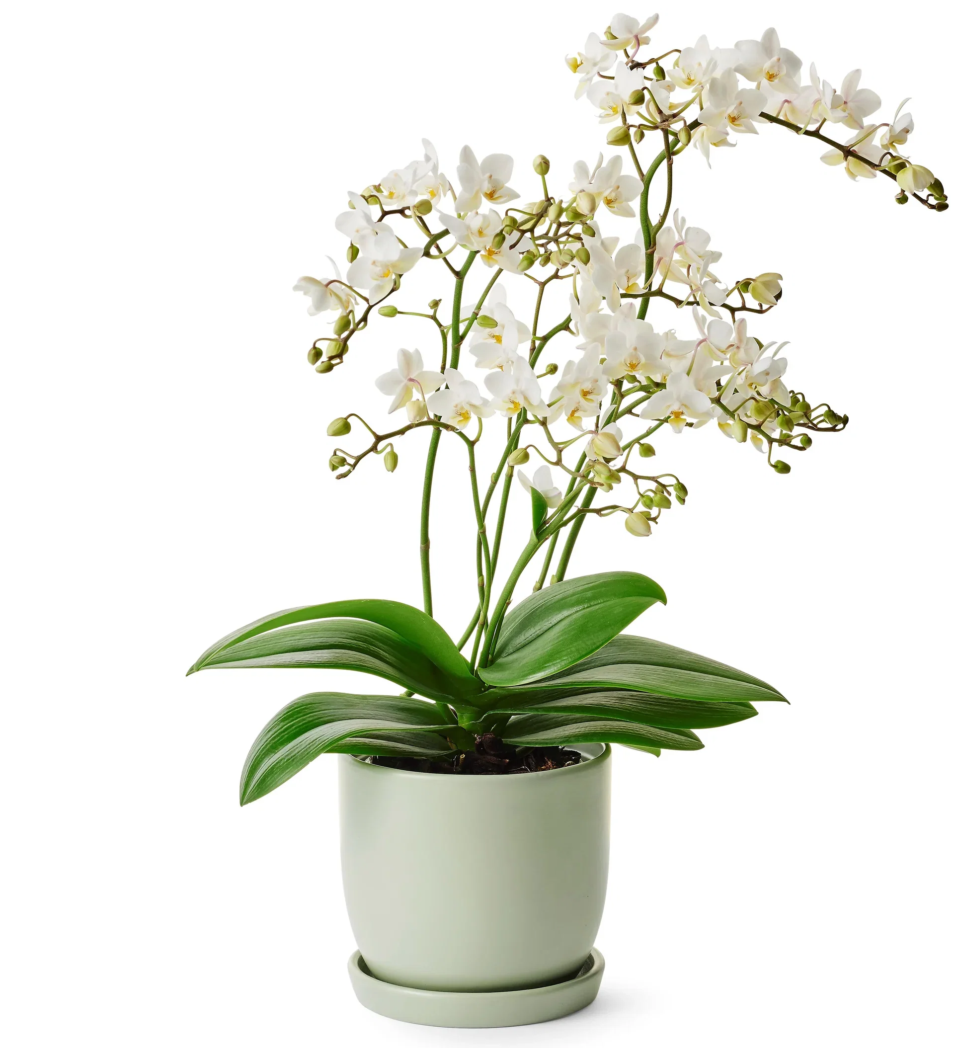 Nora pot w/saucer D14 green