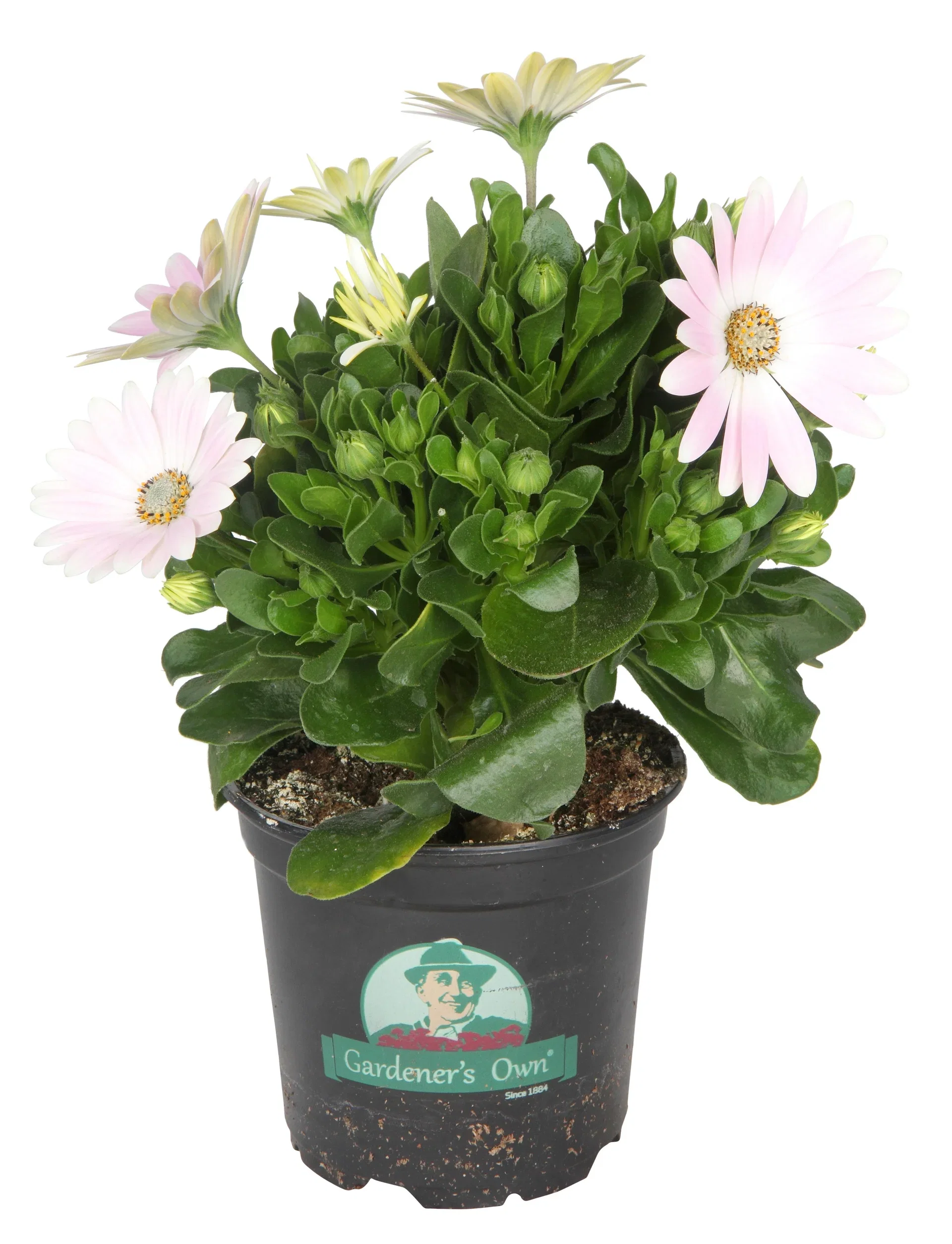Osteospermum Purple 12 cm