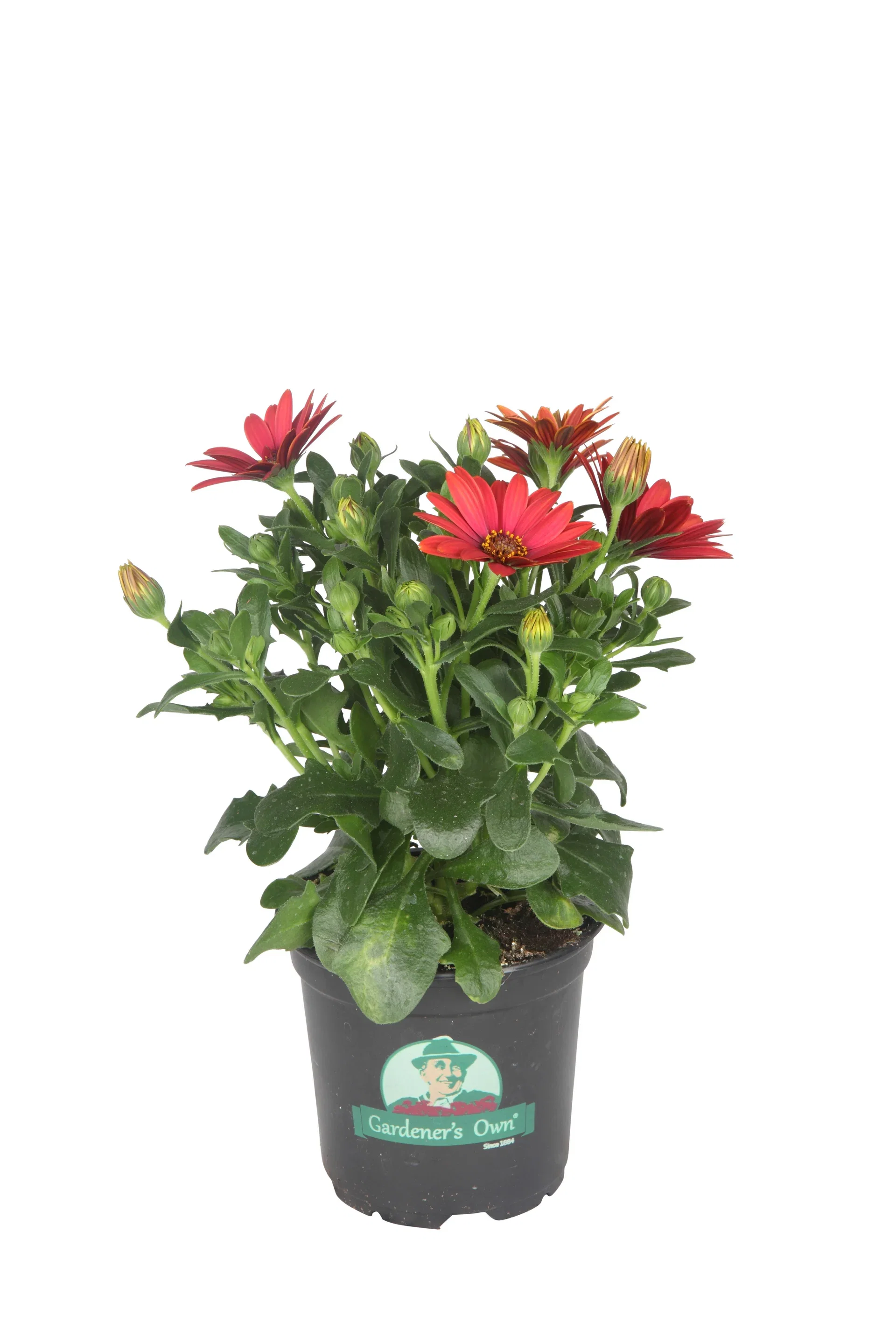 Osteospermum Purple 12 cm
