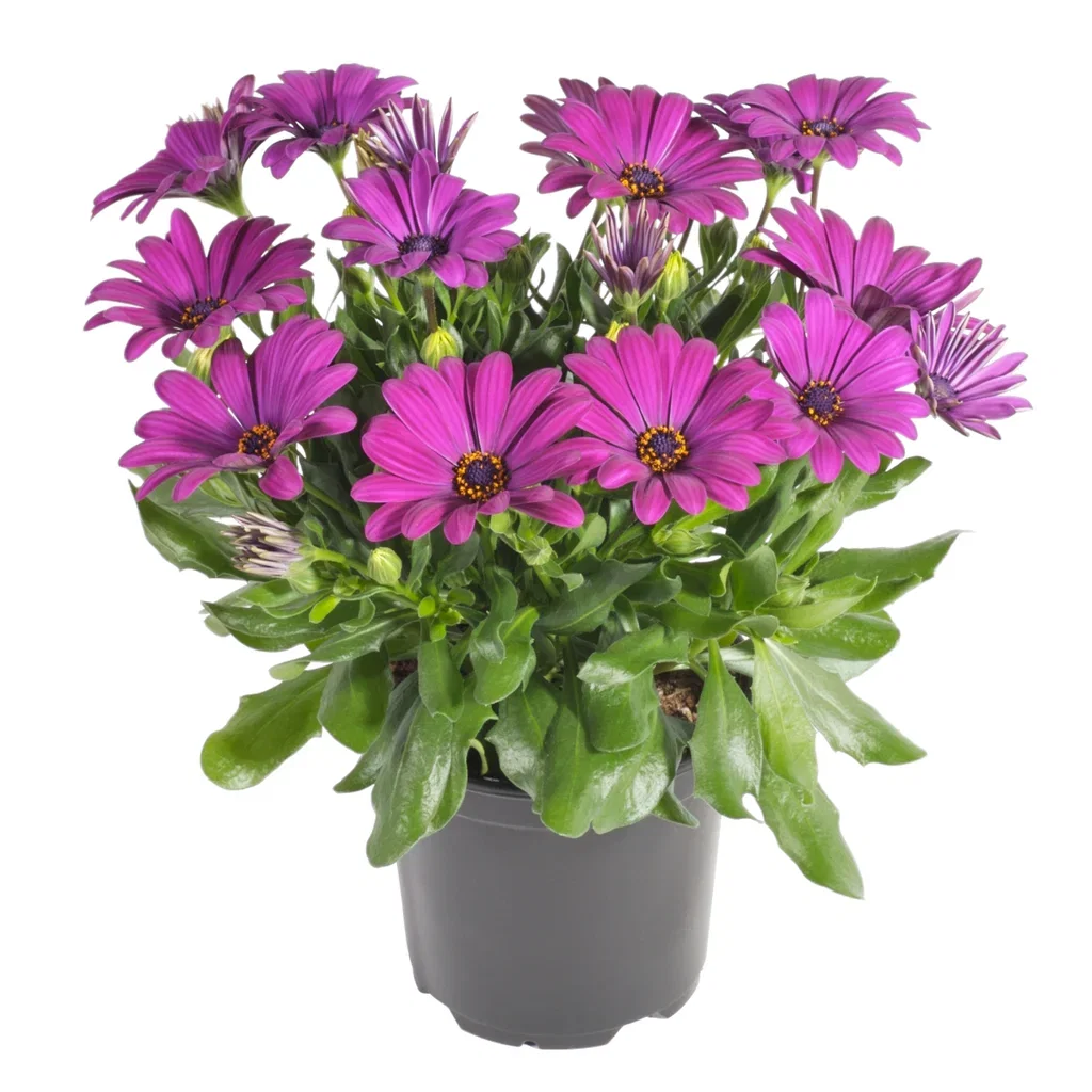 Osteospermum Purple 12 cm