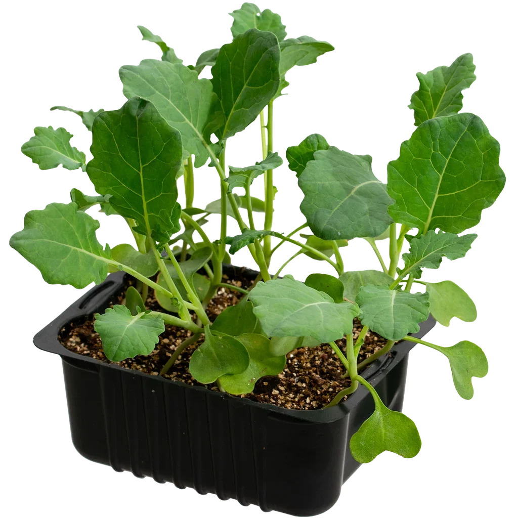 Cauliflower 'Goodman' box 14 cm