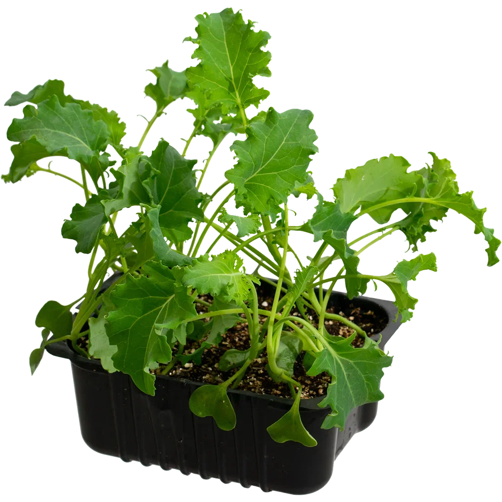 Kale 'Bornick' box 14 cm