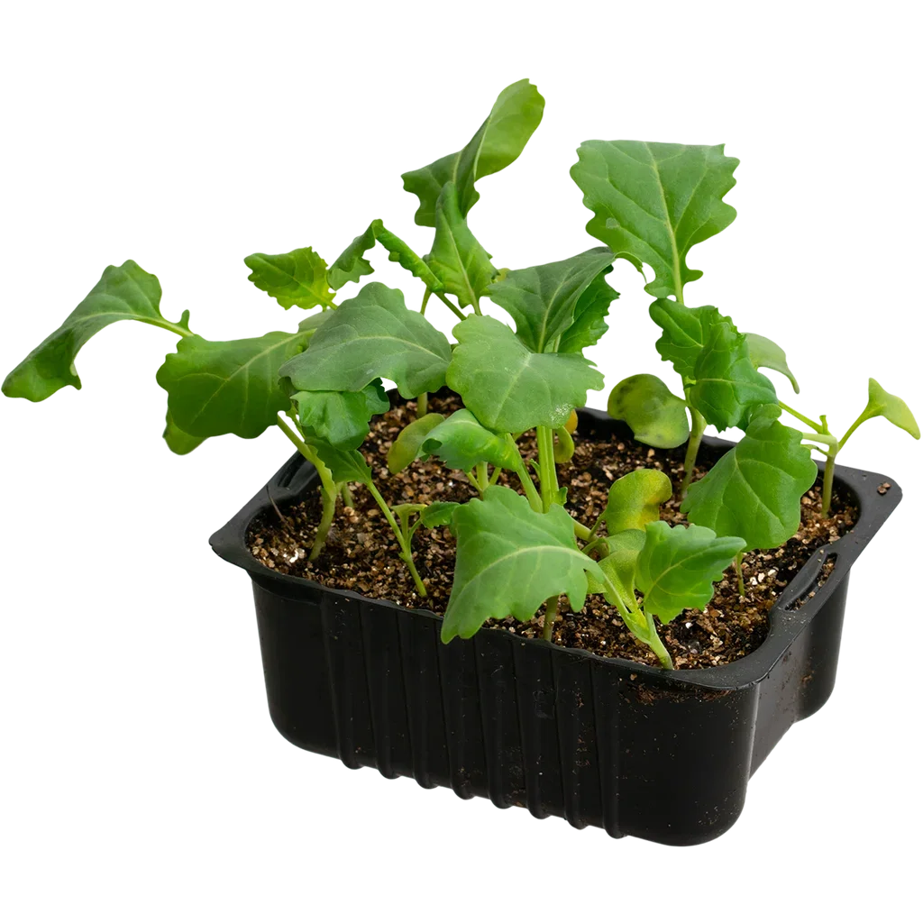 Broccoli 'Marathon' box 14 cm