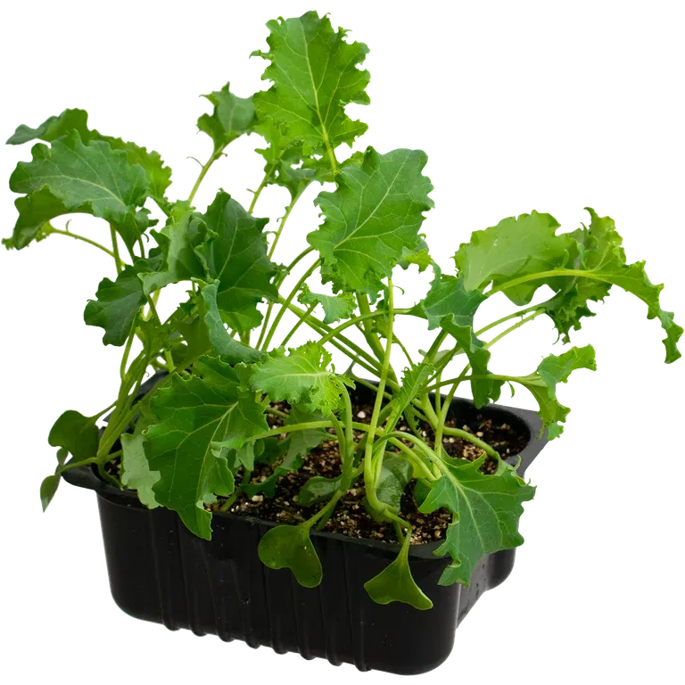 Kale 'Bornick' box 14 cm