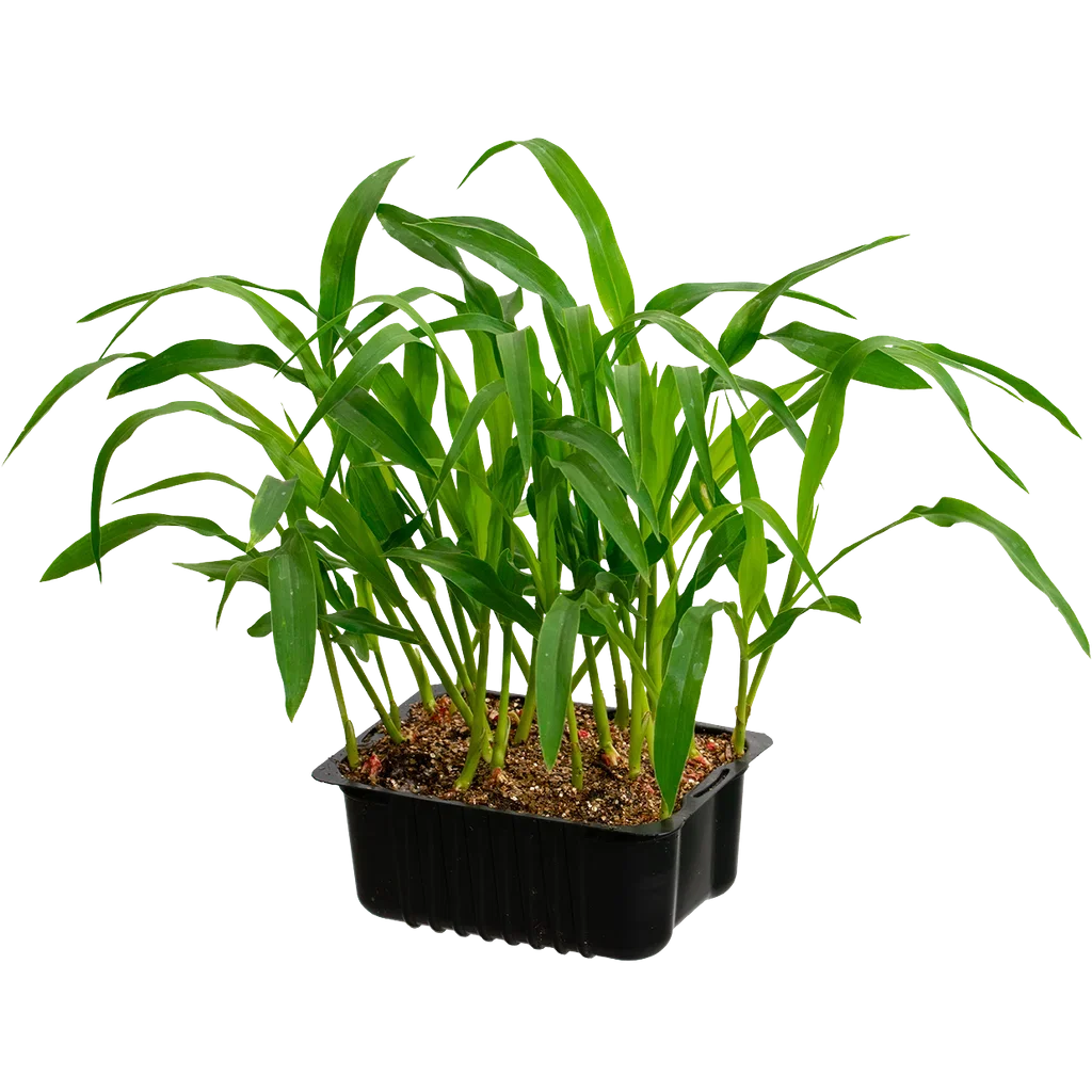 Corn 'Midnight Sun' box 14 cm