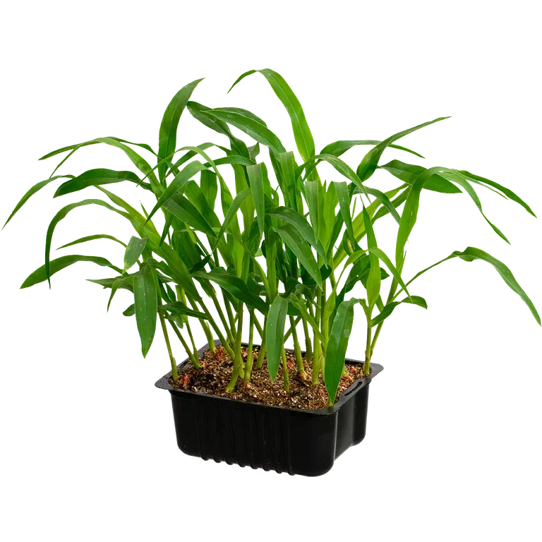 Corn 'Midnight Sun' box 14 cm