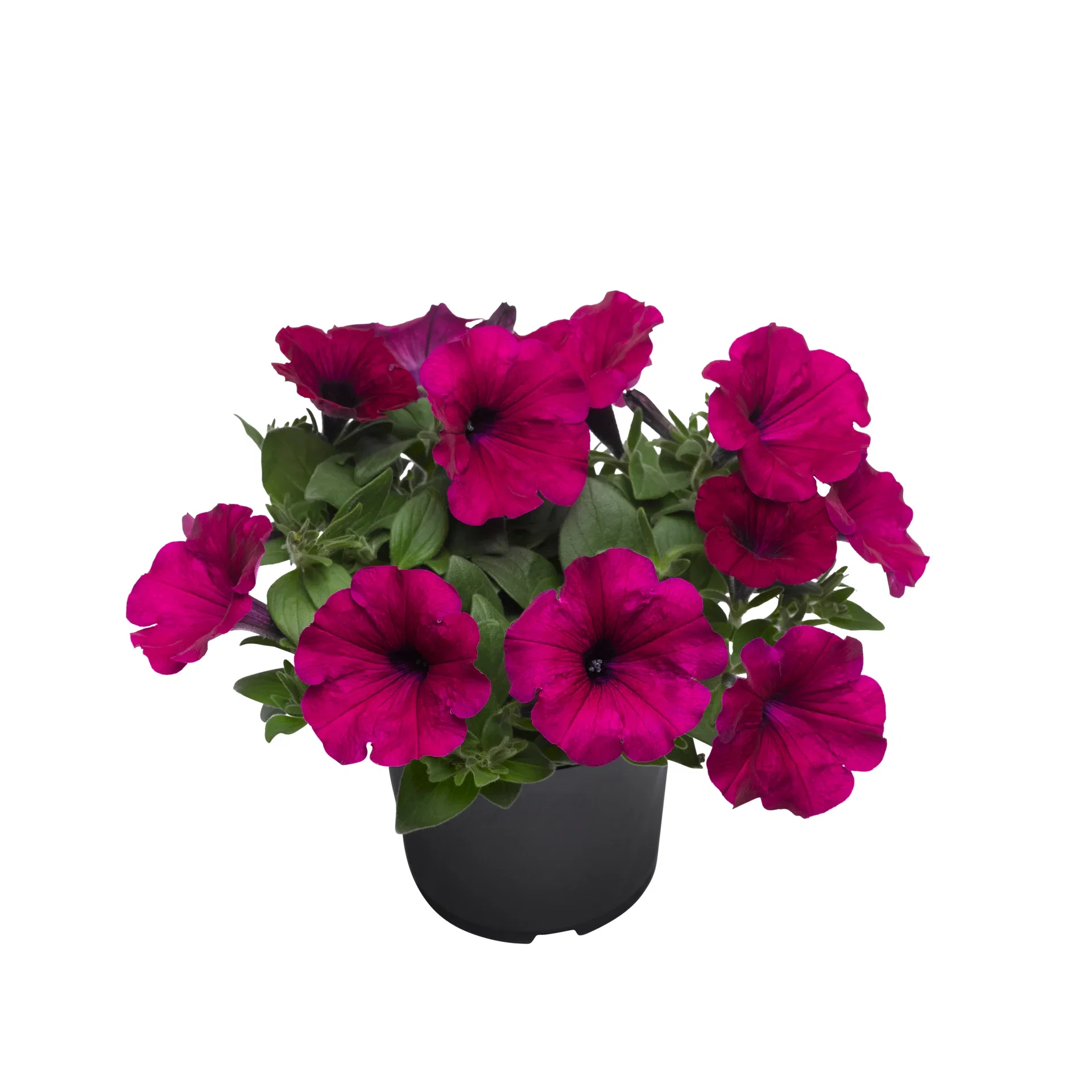 Petunia h. Purple 12 cm