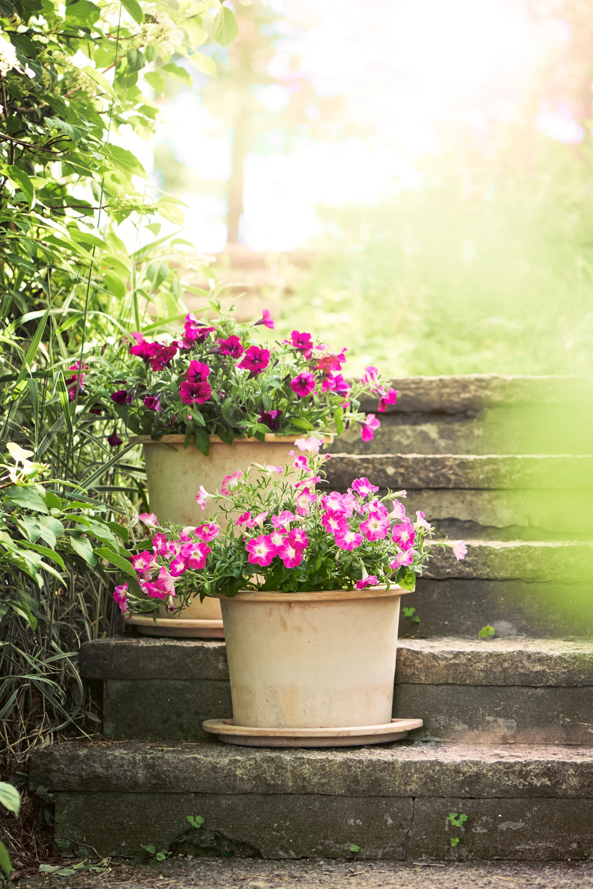 Petunia h. Purple 12 cm