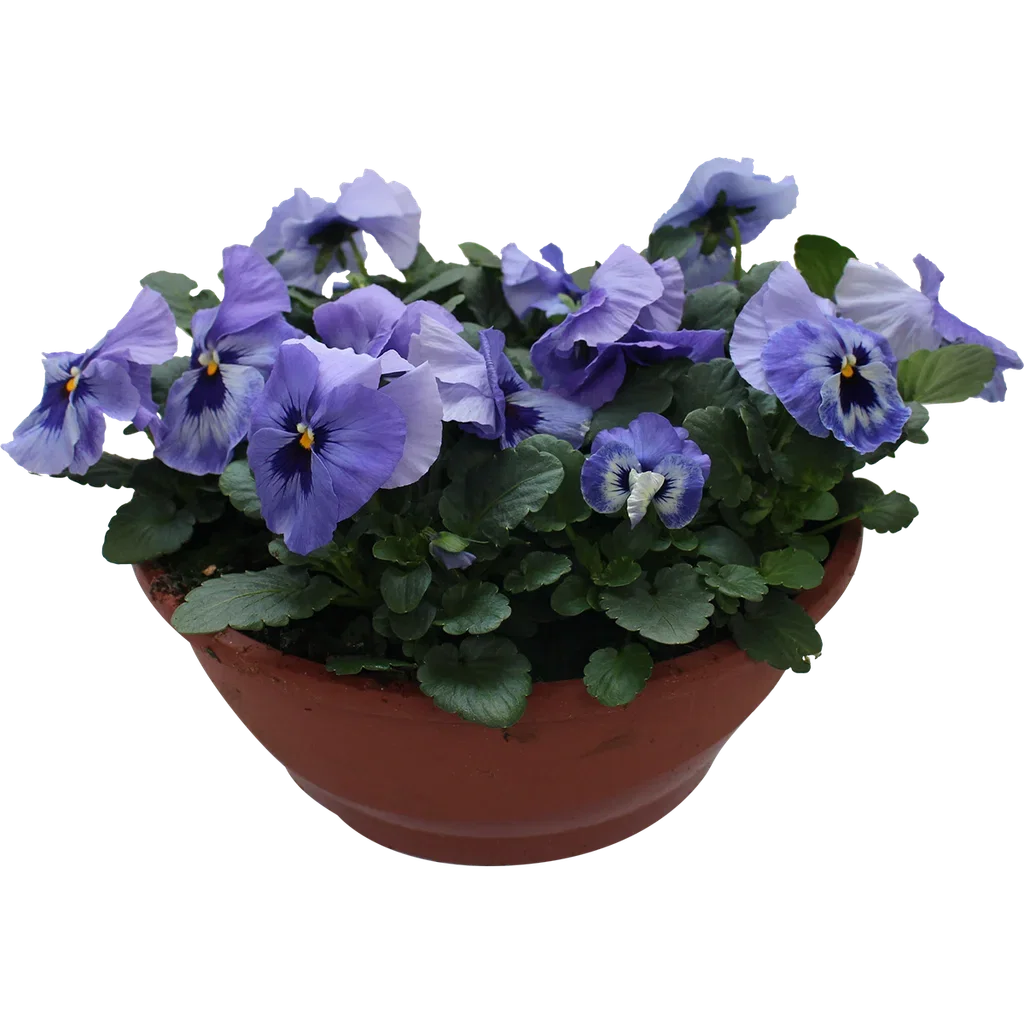 Viola small fl. bowl 27 cm