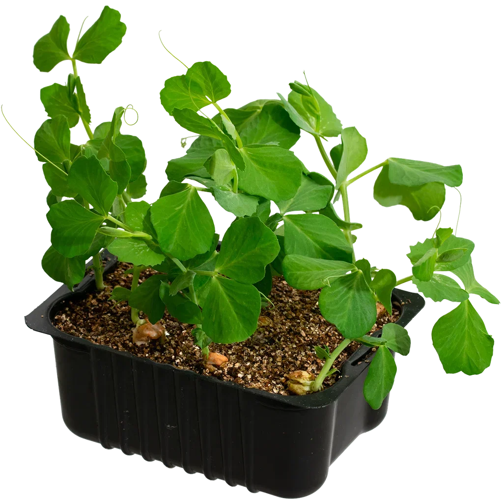 Sugar snaps box 14 cm