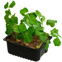 Vegetables and herbs