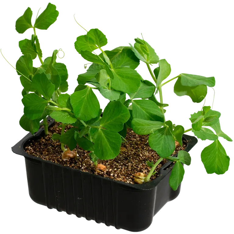 Sugar snaps box 14 cm