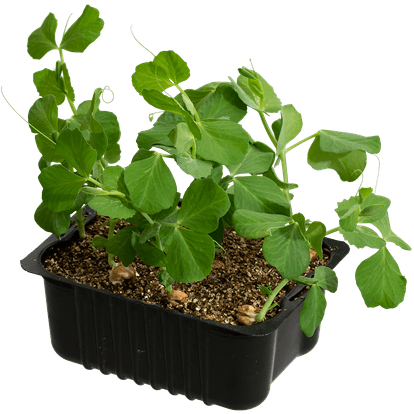 Grønnsaker og urter