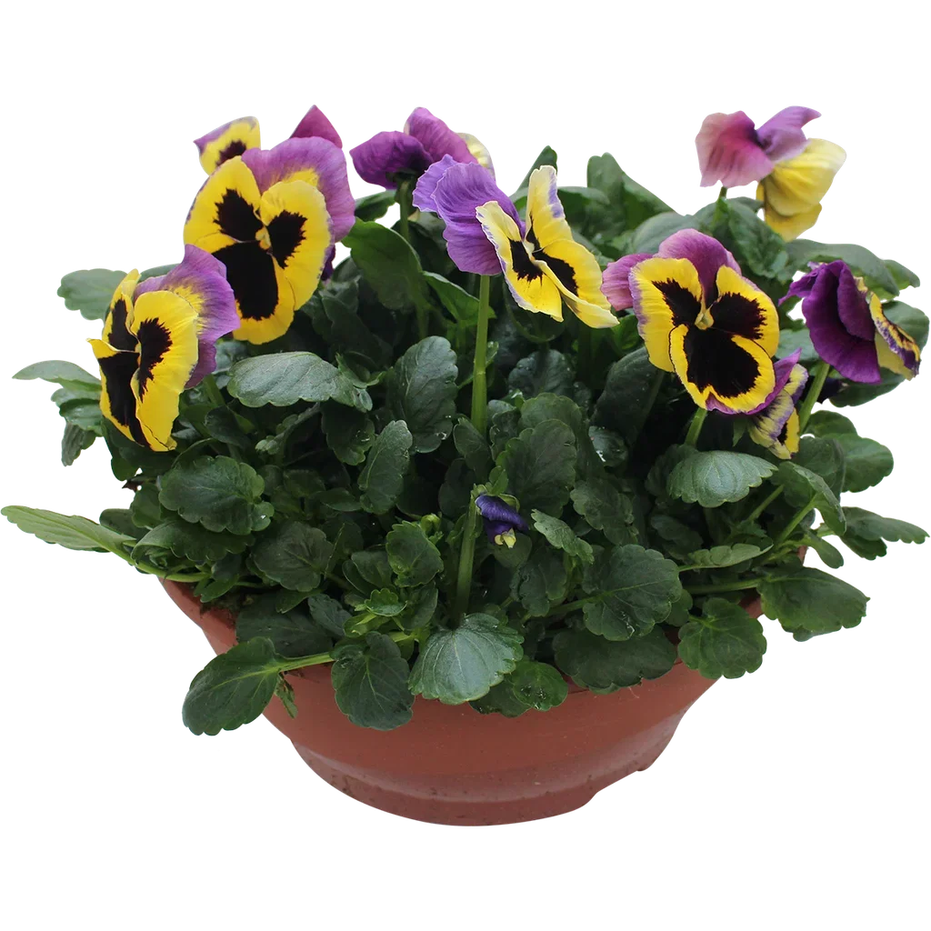 Viola small fl. bowl 27 cm