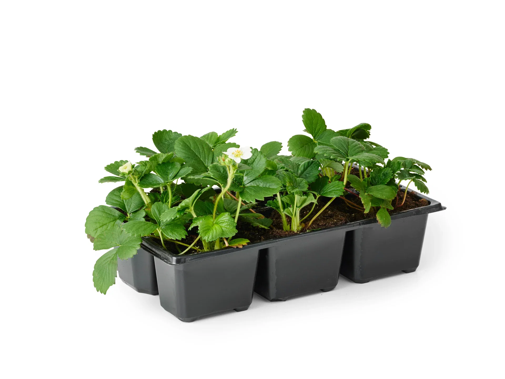 Fragaria x ananassa 'Korona' 6-pack