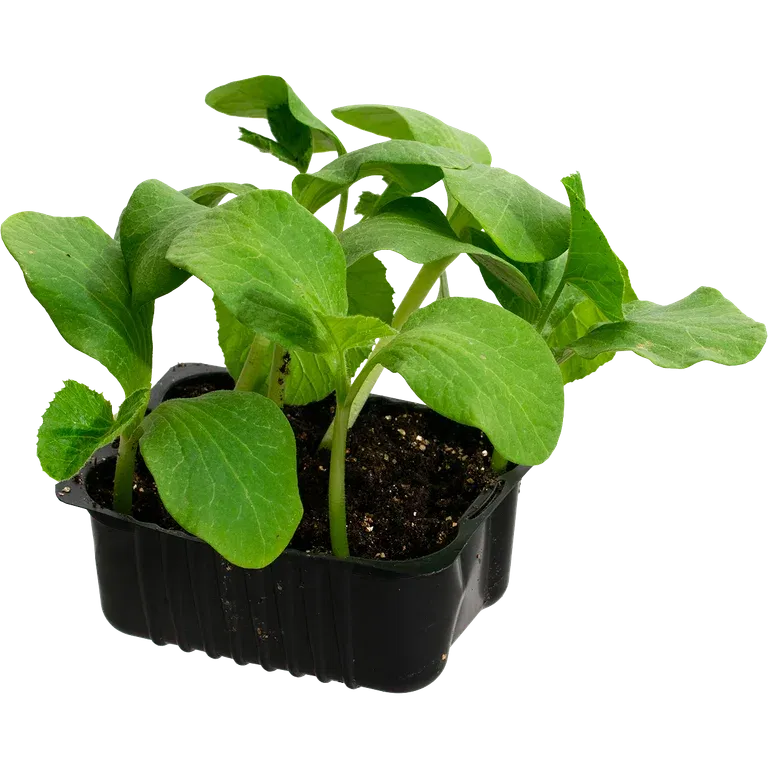 Cucumis Pumpkin 'Rouge vif D'Etempe' box 14 cm