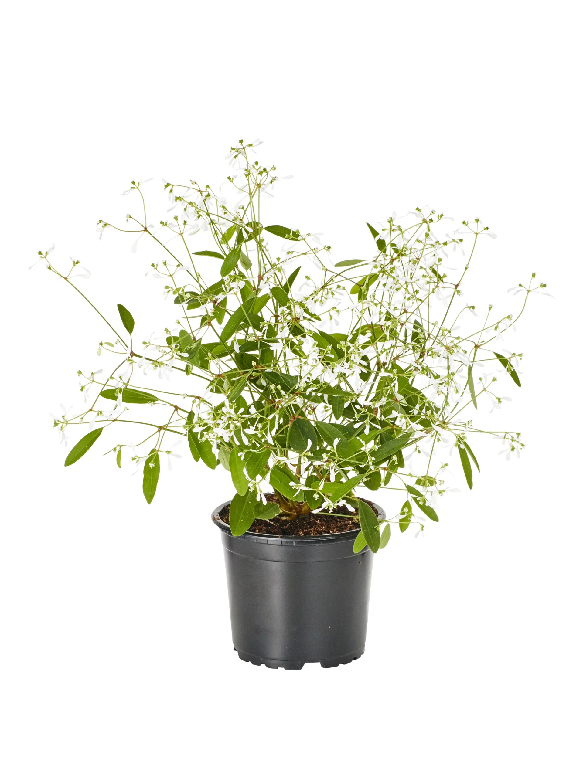 Euphorbia White 12 cm