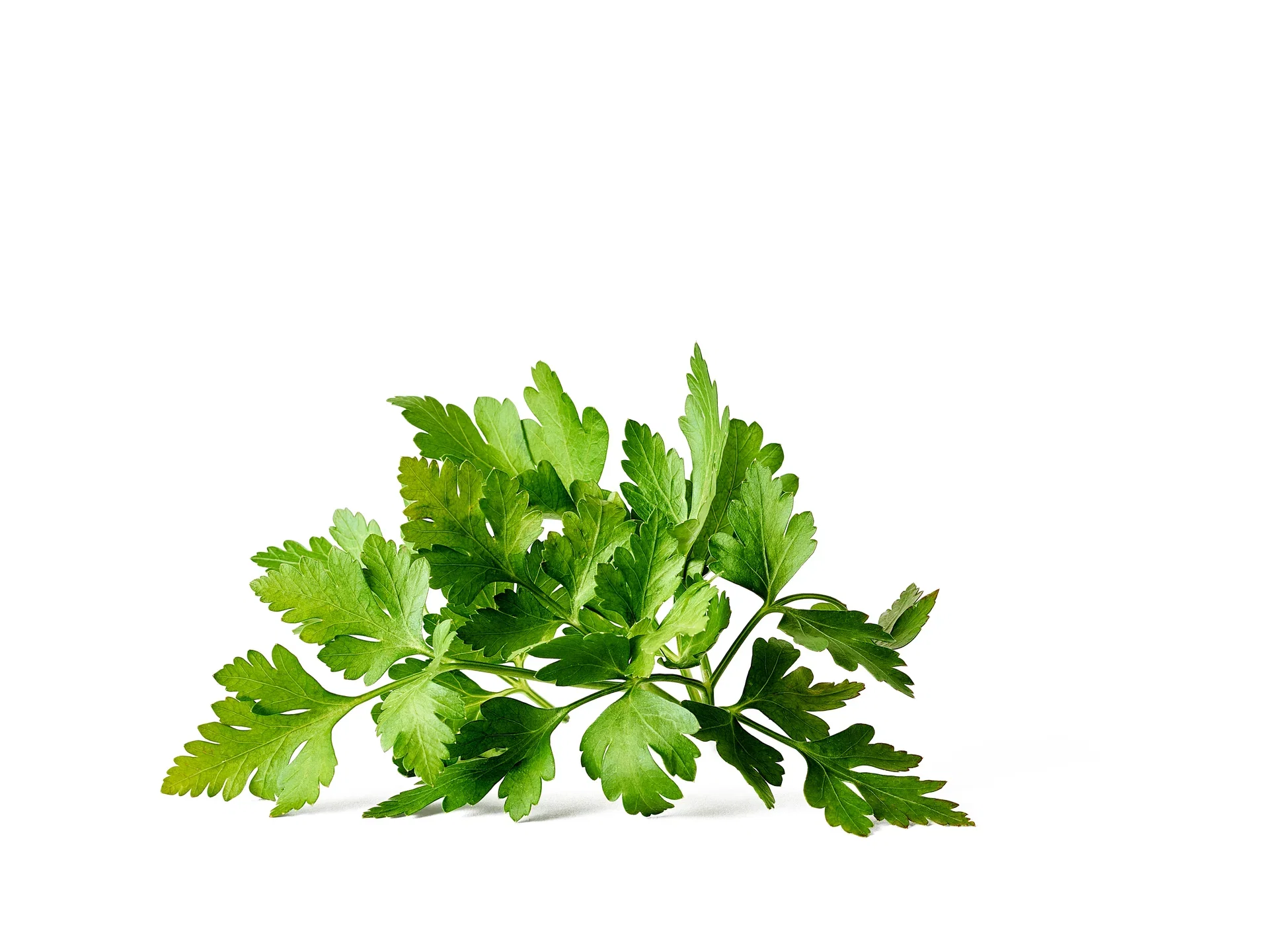 Flat leaf Parsley box 14 cm
