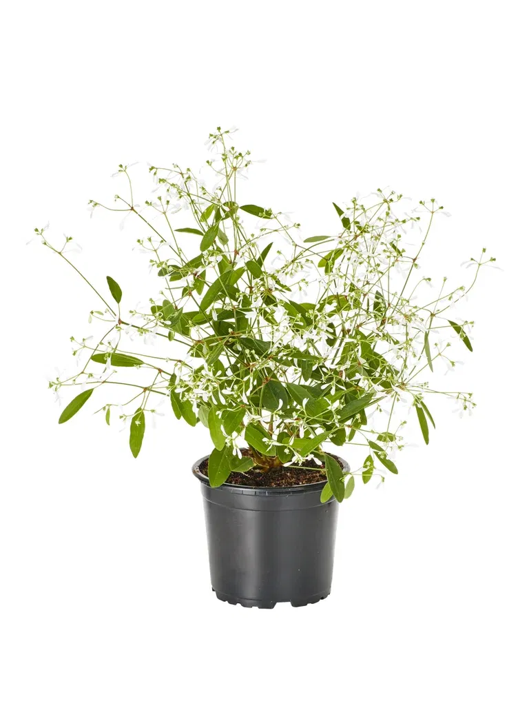 Euphorbia White 12 cm