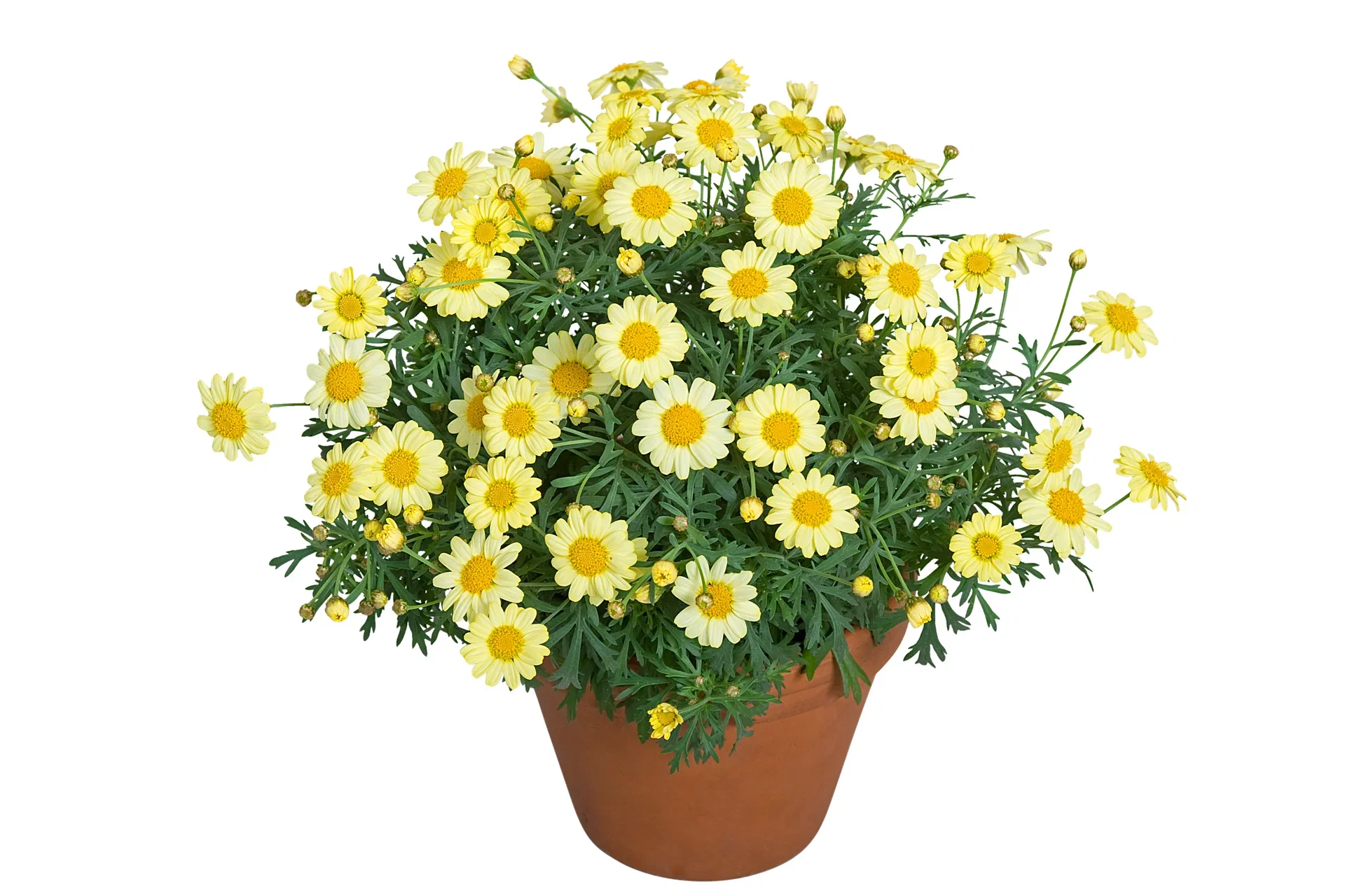 Argyranthemum Yellow 19 cm