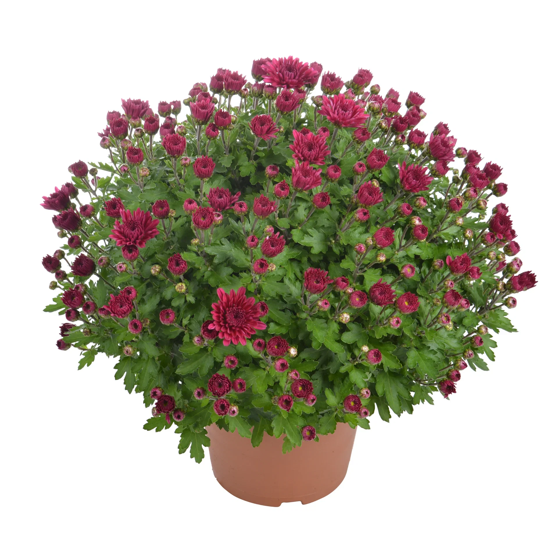 Chrysanthemum ind. Purple 14 cm