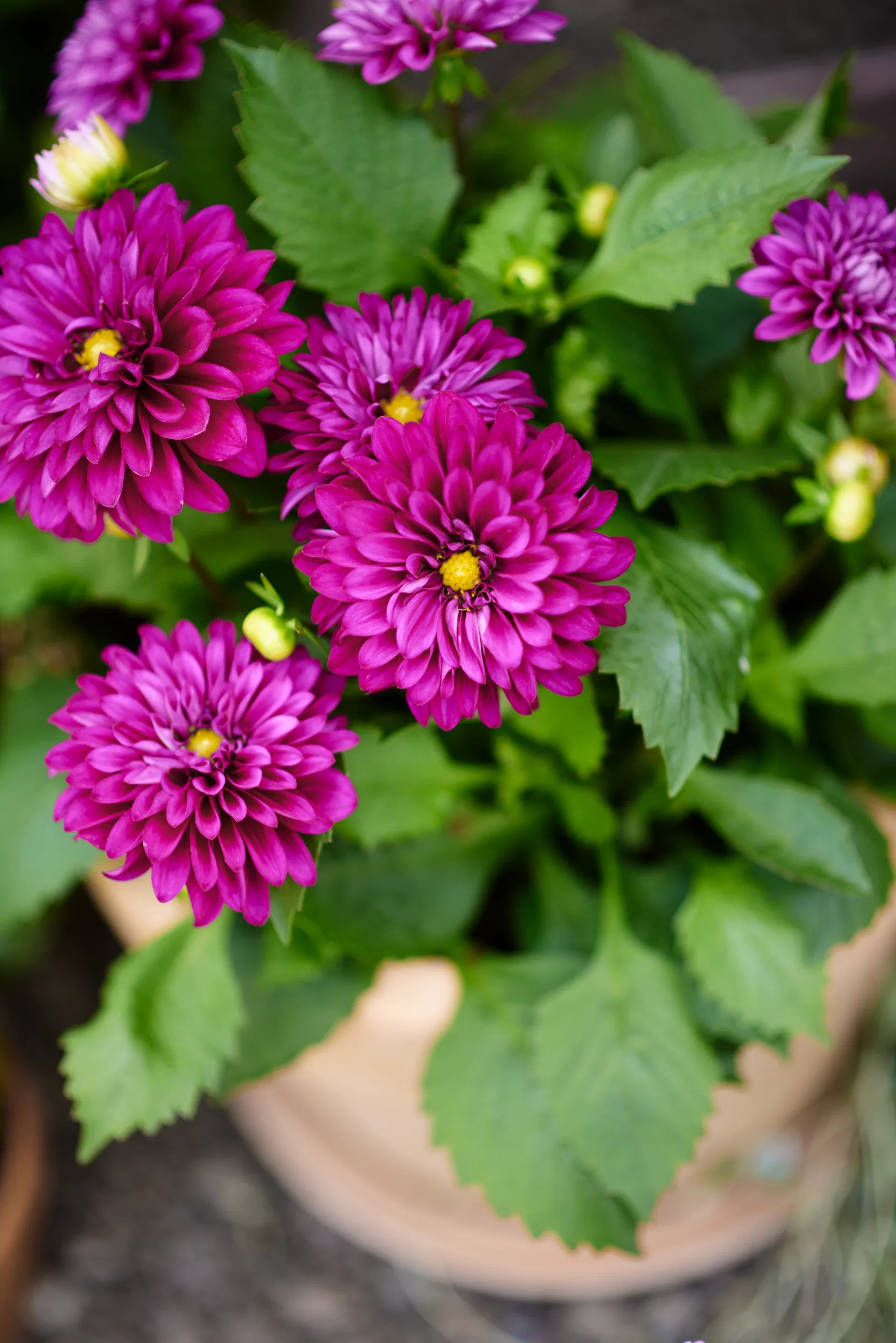 Dahlia green leaf, double fl. 27 cm