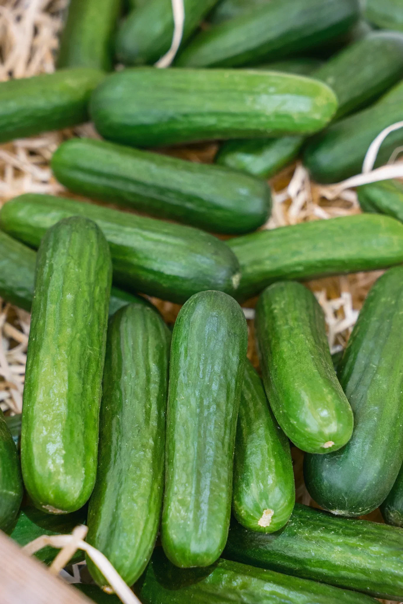 Cucumis 6 cm