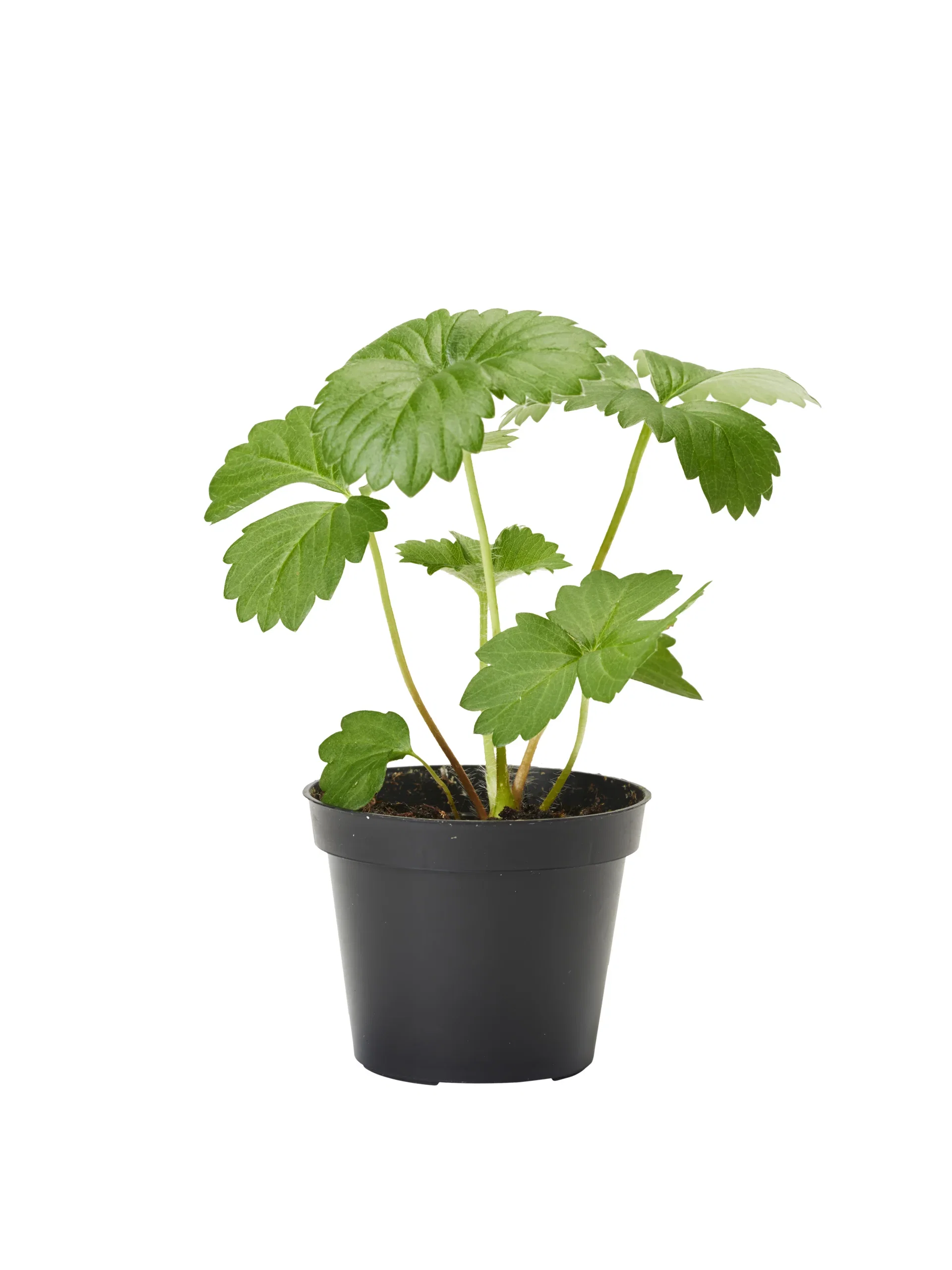 Fragaria ananassa 6 cm