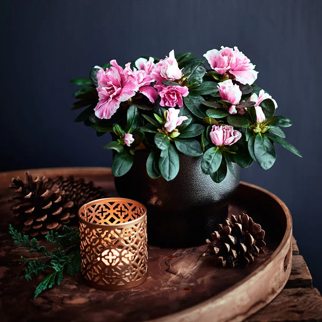 Rhododendron simsii Light Pink 12 cm