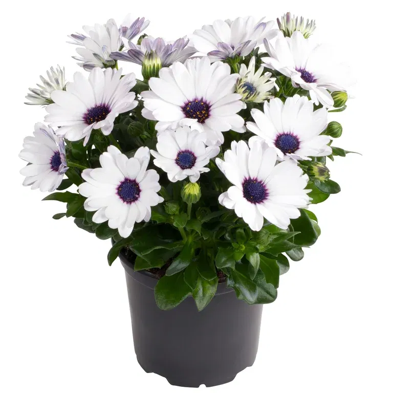 Osteospermum White 12 cm