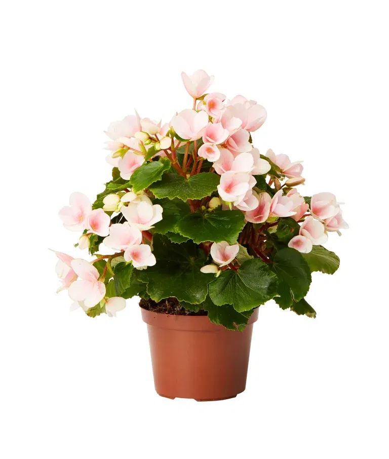 Begonia Bigflower Pink 12 cm