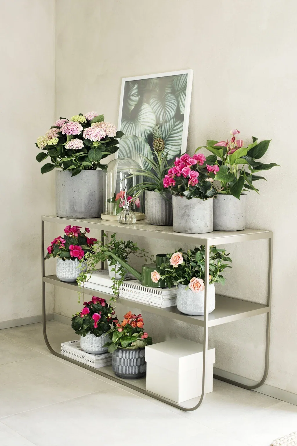 Begonia Bigflower Pink 12 cm