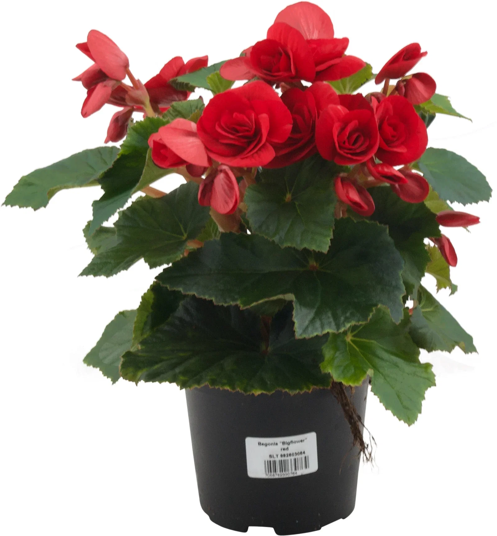 Begonia Bigflower Red 12 cm