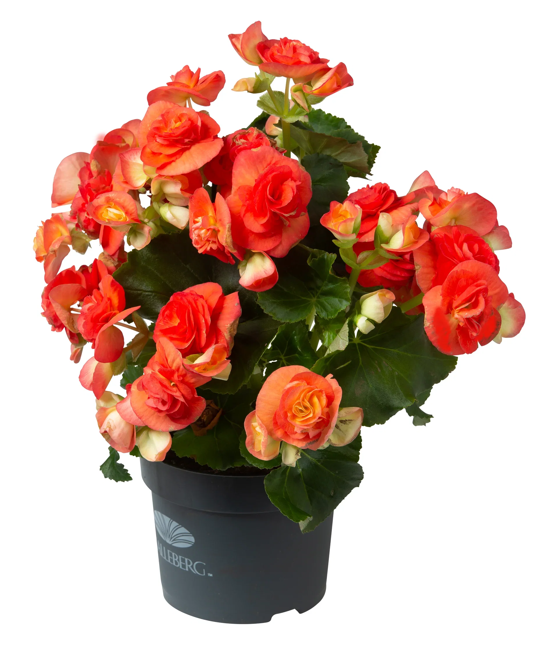 Begonia Bigflower Orange 12 cm