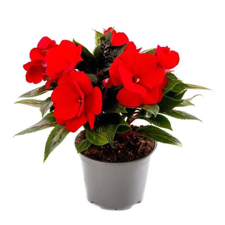 Praktspringfrø ‘New Guinea’