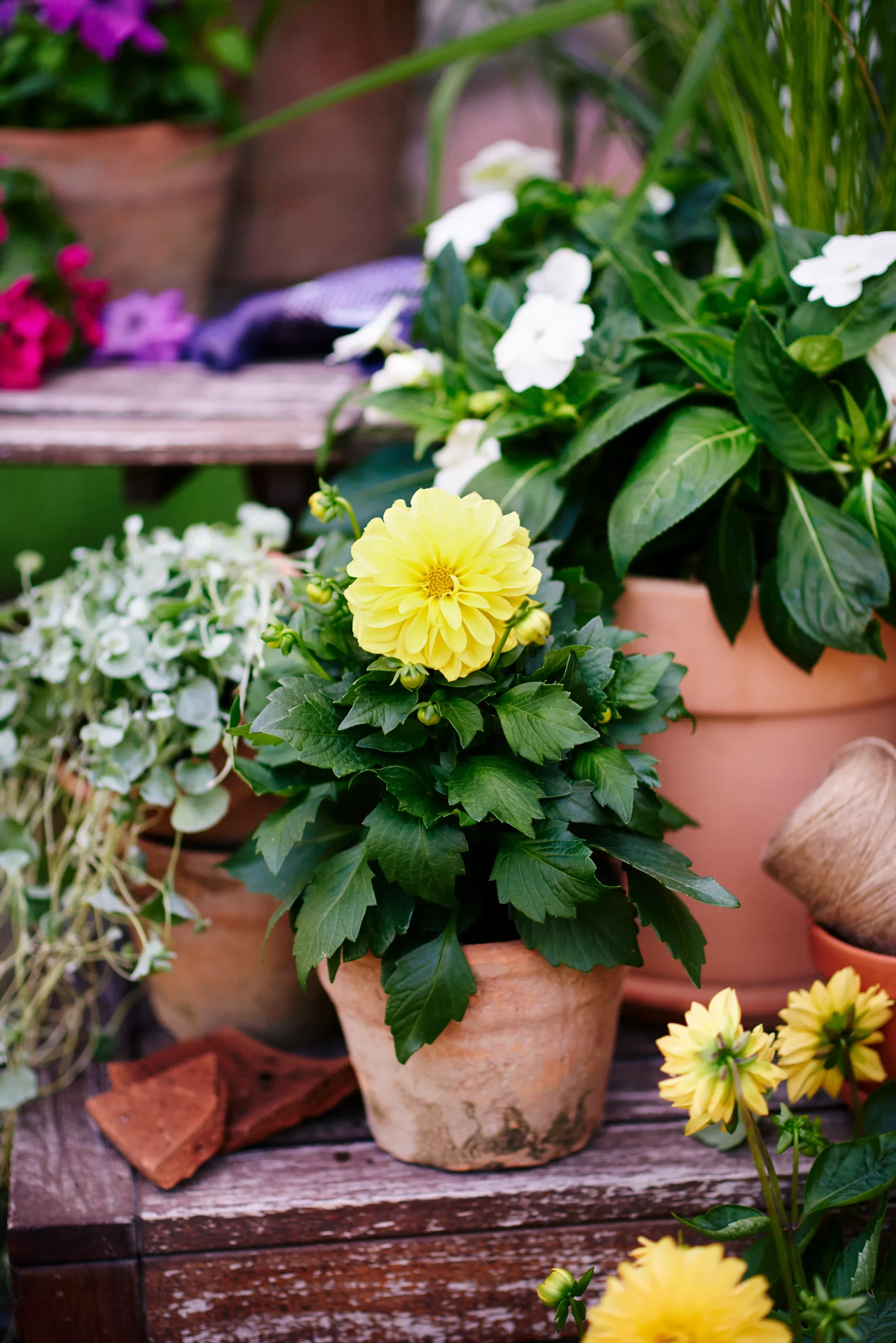 Praktspringfrø ‘New Guinea’