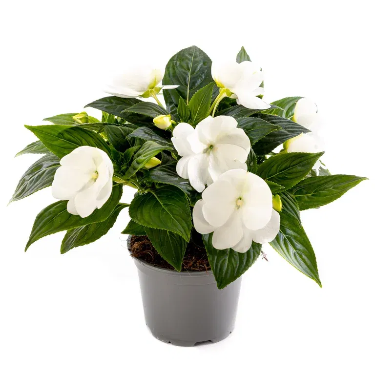 Praktspringfrø ‘New Guinea’