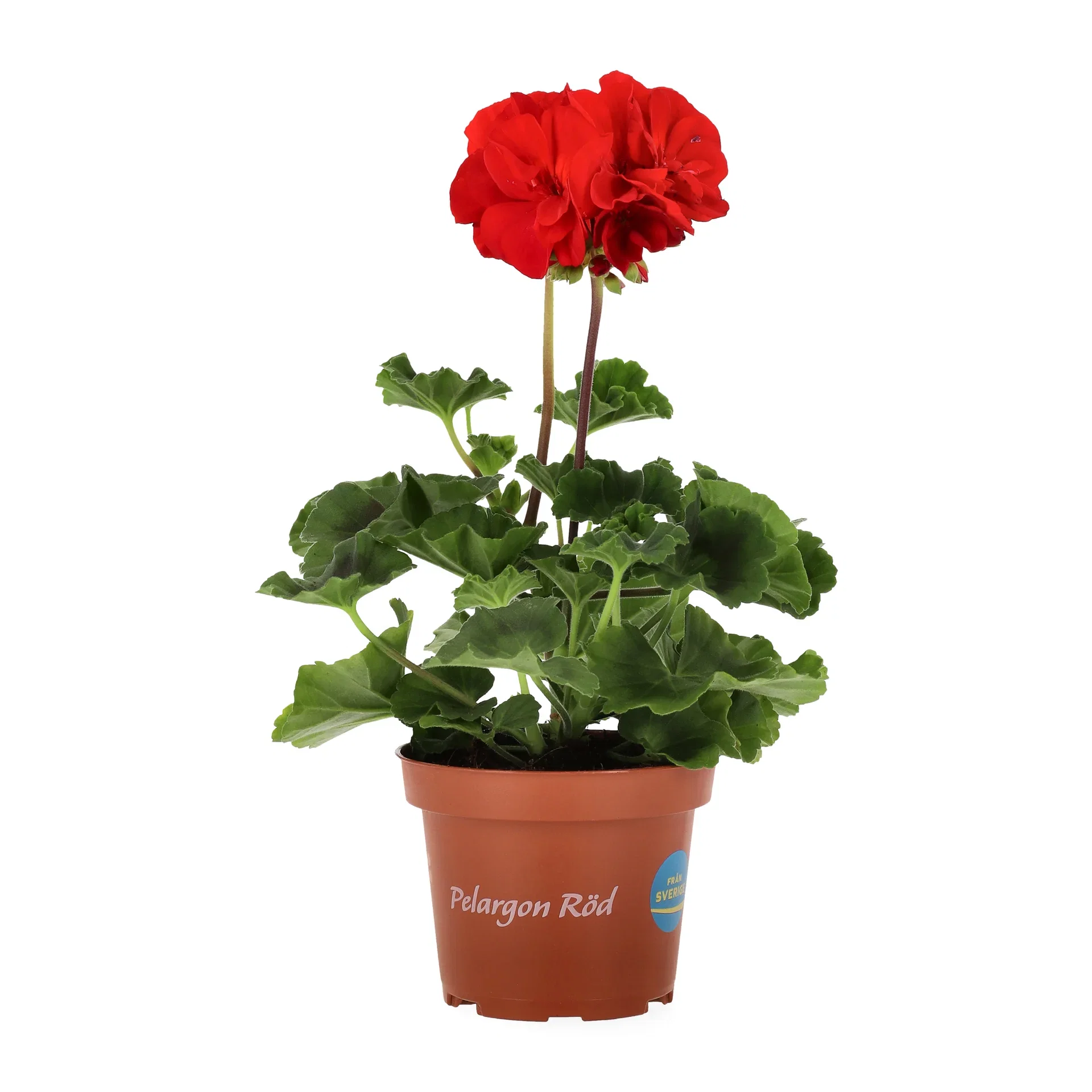 All N. zonale Red 10,5 cm