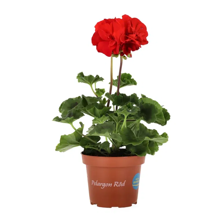 All N. zonale Red 10,5 cm