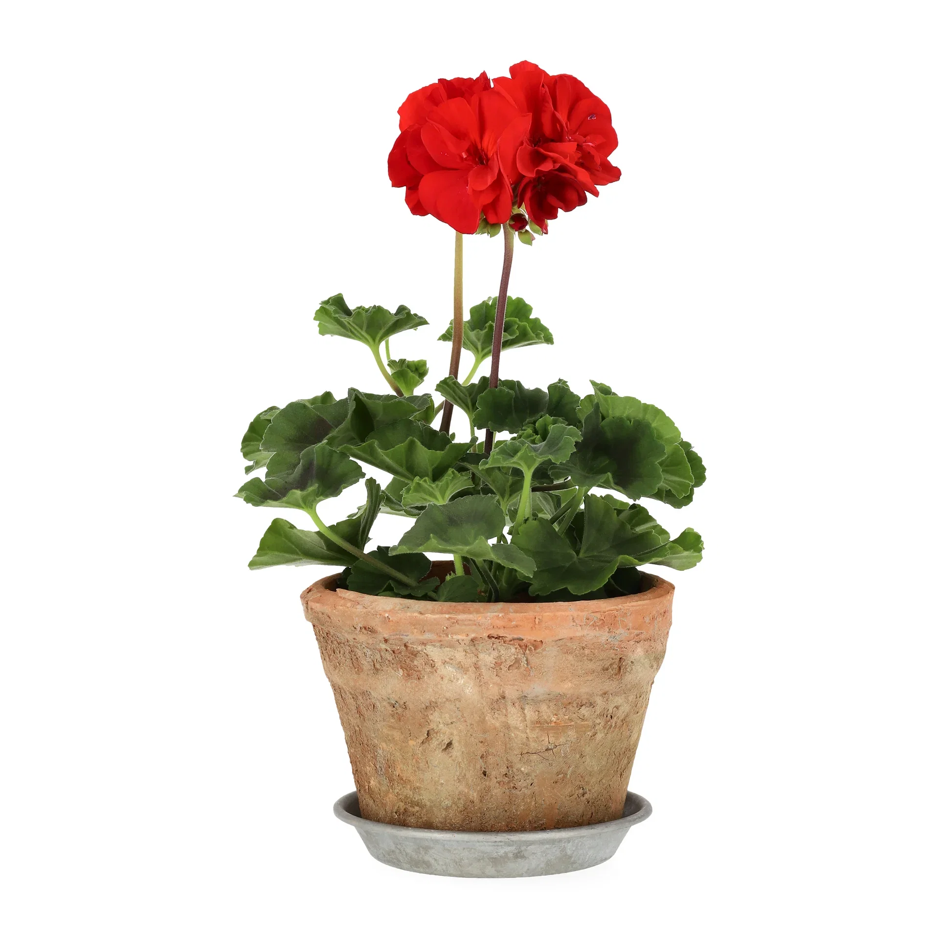 All N. zonale Red 10,5 cm