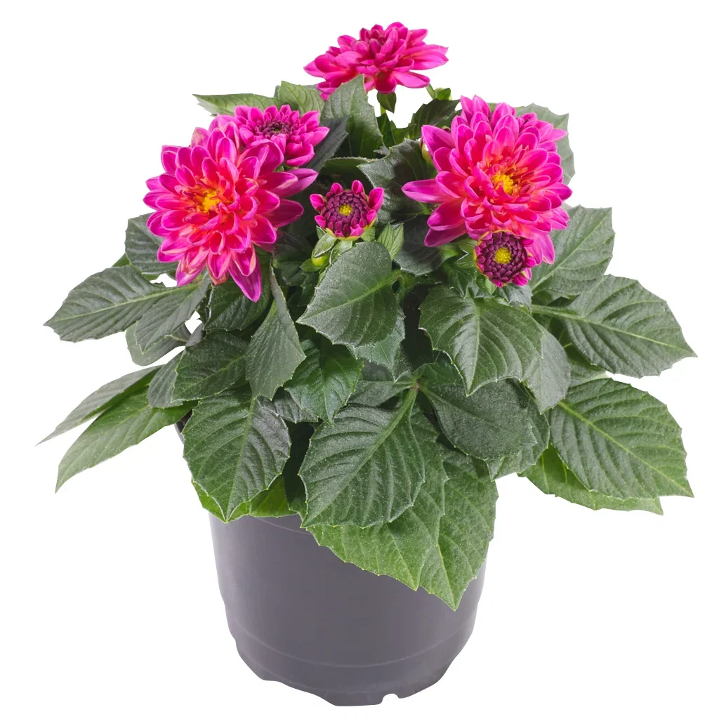Dahlia green leaf, double fl. Pink 12 cm